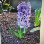 정한그린테크 ㅤ유기농 퇴비 상토 (10L) : 다나와 가격비교 [다나와] 정한그린테크 ㅤ유기농 퇴비 상토 (10L)