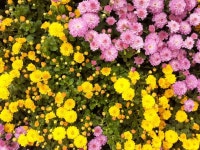 금호덴탈제약 덴오믹스 키써블 1450ppm 치약 100g (10개) : 다나와 가격비교 [다나와] 금호덴탈제약 덴오믹스 키써블 1450ppm 치약 100g... 