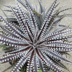 までの ディッキア　HH　Dyckia Heaven and Hell 3CfnF-m45213883338 となります