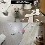 비마이펫_제보의 프로필