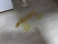 고양이 토
