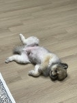포메라니안 털빠짐
