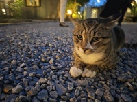 귀여운 고냥이 ㅎㅎ
