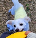 광주 개구쟁이 강아지 운동장 야외 애견카페🩷