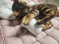 장난꾸러기 뱅갈 잇다