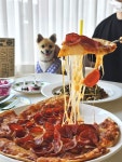 강아지 피자 먹고왔더요🍕🐶❤️