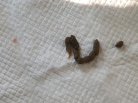 강아지 똥에 이거 뭔가요? (더러움 주의) 강아지 똥에 이거 뭔가요?(더러움 주의)