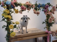 광주 신상 애견카페 멍디브🫶🏻