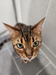 고양이 목욕 주기?