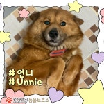 이름이 언니인 강아지 ㅠㅠ