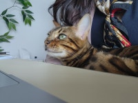 나는야 집사 껌딱지 냥이 ><
