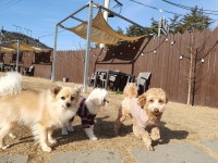 유치원다니는댕댕