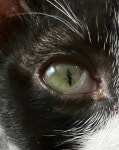 고양이 눈