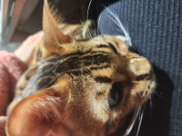 집사바라기 뱅갈냥 무릎냥이