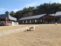 유치원다니는댕댕