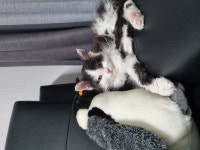 셀커 크렉스