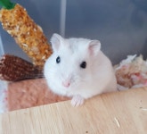 저희집엔 애완동물이 3마리에요