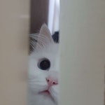 뽀얀 얼굴의 꽃미모 고양이♥