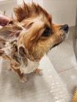 강아지 털 관리방법 포메라니안 편 강아지 털 관리방법 포메라니안 편 