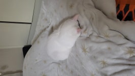 [꿀잠자는 댕냥이] 절하면서 자는 코코
