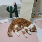 고양이 꼬리 언어