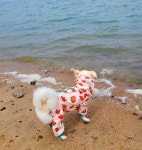 강아지랑 전라남도 무안 조금나루해수욕장 여행