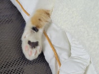 고양이 발바닥