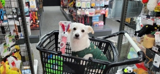 야옹아 멍멍해봐 애견용품점 후기💛