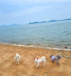 강아지랑 전라남도 무안 조금나루해수욕장 여행