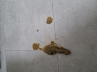헤어볼 토 인가요?