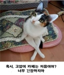 고양이카페