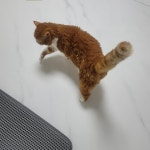 고양이 꼬리 언어