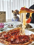 강아지 피자 먹고왔더요🍕🐶❤️