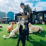 [도그어스플래닛 영종도] 강아지 유치원 데이케어