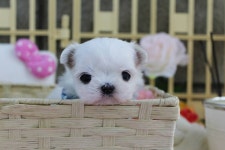 착한애견분양수원본점