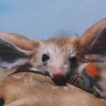  보문역~고대병원 쪽에 혼밥 추천 부탁드려요 ㅠㅠㅠ