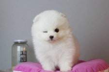 @@ 수원 착한애견분양@@