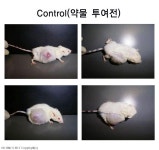 보건타임즈 : 일양약품, 전임상 동물실험 성공적으로 완료 보건타임즈