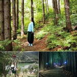 보건타임즈 : 나에게 맞는 쉼, 숲이 있다 나대로 즐기는 여름 숲 여행지 3선 보건타임즈