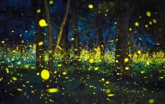 코타키나발루 반딧불 투어, 여행타입별 추천 - KKday Korea 공식 블로그