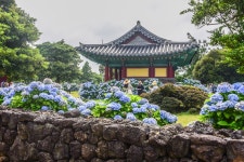 제주, 수국과 사람이 아름다운 혼인지 - 꽃과 나무 탐사 - 서울대학교 우리문화탐사회 서울대학교 우리문화탐사회