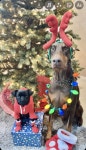 The Pet Vet 박사가 공유하는 반려동물을 위한 크리스마스 선물 팁!