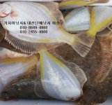 (東)동해조황 - 속초 양양 참가자미낚시 요즘 싸이즈 엄청나내요,, 1인3만원씩 릴낚시대및낚시장비 모두무료 아시져,,, ㅎ