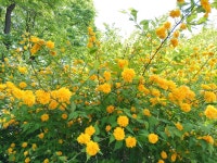 건강을 지킬 줄 알아야 인생이 풀린다 - 건강/치유 - 트럼프왕과 기사이야기 건강을 지킬 줄 알아야 인생이 풀린다