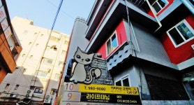 미아사거리 고양이카페 커피타는 고양이, 루프탑에서도 냥이를 만난다옹