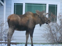 Alaska  무스총각과 성모병원  | 네이트 판