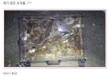 봄에는 낙지가 최고지요. 낙지 잡는 방법 및 필수 장비 공유합니다. - 아이돌마스터 갤러리