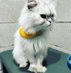 손님 오면 마중나오고 배웅하는 병원 고양이