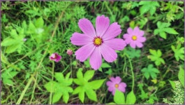 바람따라 구름따라 1383회( 산양천) :: 토종붕어를 사랑하는 사람들