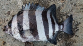 6월 첫 연휴 갈도 2박3일 야영(1)